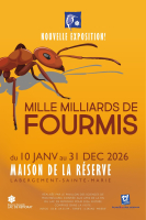 Exposition - Mille milliards de fourmis